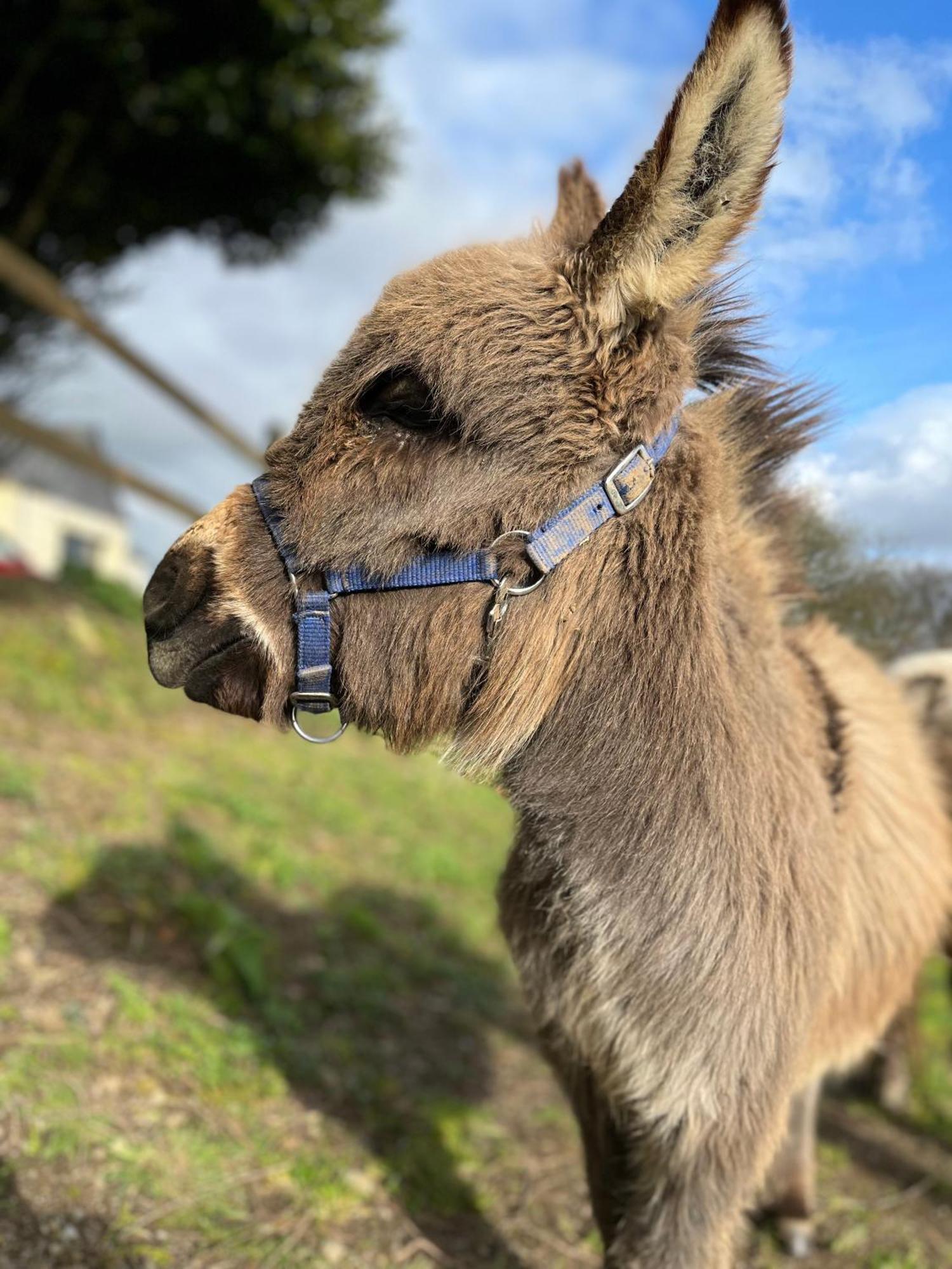 Willa Madelaine Ranch, Nouvelle Piscine 2025 Le Gast Zewnętrze zdjęcie